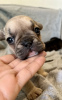 Photo №1. french bulldog - for sale in the city of Нови Сад | negotiated | Announcement № 50187