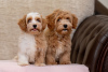 Photo №3. Bichon Havanese puppies. Serbia