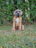 Photo №4. I will sell cane corso in the city of Michów. breeder - price - 1057$