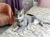 Additional photos: Family cat Porlyushka.