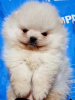 Photo №1. pomeranian - for sale in the city of Loznica | negotiated | Announcement № 90372