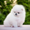 Photo №1. pomeranian - for sale in the city of Штутгарт | 280$ | Announcement № 119123