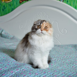 Photo №3. Scottish Longhair cat. Ukraine