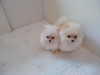 Photo №2 to announcement № 90746 for the sale of pomeranian - buy in Serbia breeder