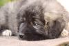 Additional photos: Caucasian German Shepherd puppies