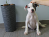 Additional photos: Gorgeous Amstaff puppies of noble blood