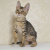 Photo №2 to announcement № 97599 for the sale of savannah cat - buy in Germany 