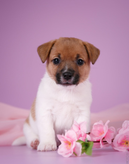 Photo №2 to announcement № 2826 for the sale of jack russell terrier - buy in Russian Federation breeder