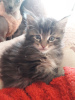 Photo №2 to announcement № 109182 for the sale of maine coon - buy in Netherlands private announcement