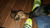 Photo №2 to announcement № 124008 for the sale of dachshund - buy in Finland private announcement