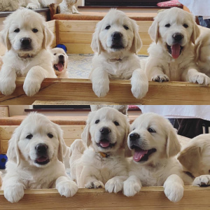 Additional photos: Puppies GOLDEN RETRIEVER
