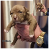 Additional photos: American bully puppy