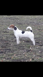 Additional photos: Girl Jack Russell Terrier - Smooth