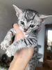 Additional photos: EGYPTIAN MAU KITTENS