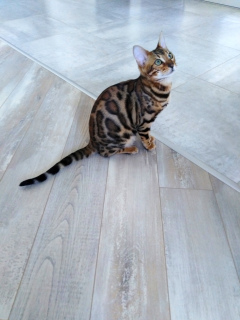 Photo №2 to announcement № 1822 for the sale of bengal cat - buy in Ukraine from nursery