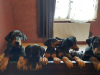 Additional photos: Purebred Doberman puppies for sale 2 months old.