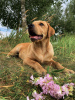 Photo №2 to announcement № 19464 for the sale of labrador retriever - buy in Belarus private announcement, from nursery, breeder