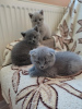 Photo №3. Beautiful british shorthair kittens. Lithuania