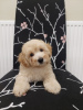 Photo №2 to announcement № 82240 for the sale of poodle (dwarf) - buy in United States private announcement