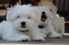 Photo №1. maltese dog - for sale in the city of Texas City | 500$ | Announcement № 101987