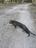 Photo №3. Bengal cat mating in Ukraine. Announcement № 81165