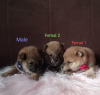 Photo №1. shiba inu - for sale in the city of Валево | negotiated | Announcement № 37500