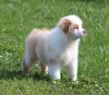 Photo №1. australian shepherd - for sale in the city of Berlin | 264$ | Announcement № 117318