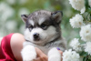 Photo №3. Alaskan Malamute puppies. Russian Federation