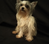 Photo №2 to announcement № 8737 for the sale of beaver yorkshire terrier - buy in Russian Federation private announcement