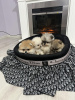 Photo №1. pomeranian - for sale in the city of Нови Сад | 634$ | Announcement № 92509