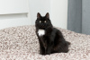 Photo №3. Affectionate cat Musya is looking for a home.. Russian Federation