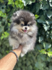 Additional photos: Pomeranian Spitz puppies