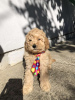 Photo №4. I will sell poodle (toy) in the city of Zrenjanin. breeder - price - negotiated