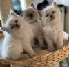 Photo №1. ragdoll - for sale in the city of Berlin | Is free | Announcement № 113153