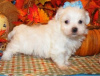 Photo №1. maltese dog - for sale in the city of Varna | negotiated | Announcement № 54809