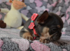 Additional photos: French bulldog puppies