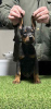 Additional photos: Doberman puppies