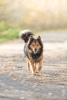 Photo №3. Long-haired handsome dog Thor in good hands. Russian Federation