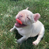 Additional photos: Lovely Male and female French bulldog Puppies for sale