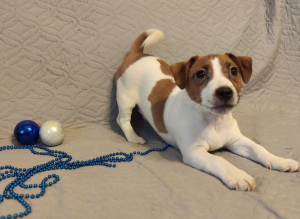 Photo №4. I will sell jack russell terrier in the city of Moscow. breeder - price - 483$