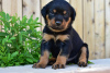 Photo №3. Rottweiler-Welpe zur Adoption. Germany