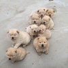 Photo №1. chow chow - for sale in the city of Антверпен | negotiated | Announcement № 123535