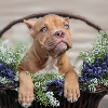 Additional photos: American Bully