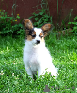Photo №1. papillon dog - for sale in the city of Москва | 1361$ | Announcement № 7384