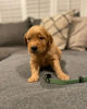 Photo №1. golden retriever - for sale in the city of Überlingen | 380$ | Announcement № 110039