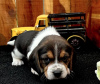 Photo №2 to announcement № 97187 for the sale of beagle - buy in Germany breeder