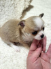 Additional photos: Chihuahua puppies