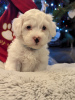 Photo №1. maltese dog - for sale in the city of Miami | 400$ | Announcement № 93410
