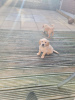 Photo №1. golden retriever - for sale in the city of Манчестер | 395$ | Announcement № 121643