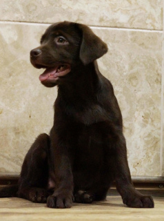 Photo №1. labrador retriever - for sale in the city of Kiev | 402$ | Announcement № 5038